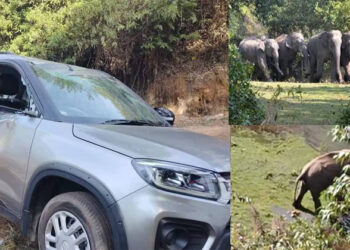 മൂന്നാറില്‍ വിനോദസഞ്ചാരികളുടെ കാറുകള്‍ തകര്‍ത്ത് കാട്ടാനക്കൂട്ടം