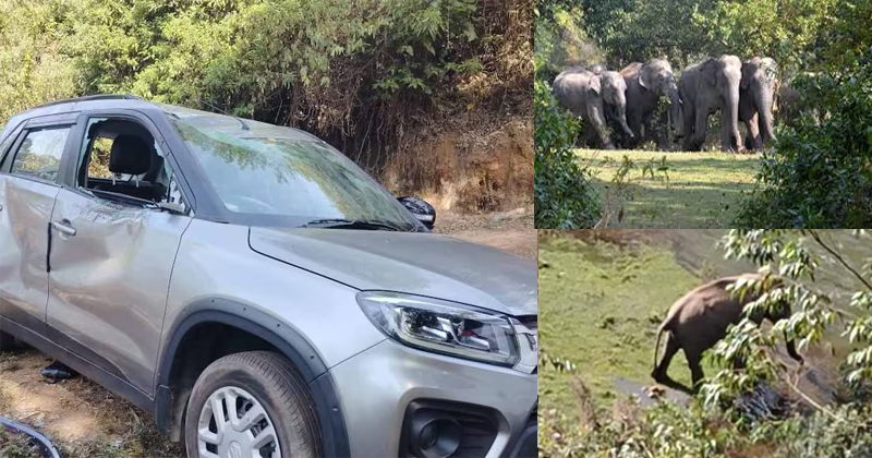 മൂന്നാറില്‍ വിനോദസഞ്ചാരികളുടെ കാറുകള്‍ തകര്‍ത്ത് കാട്ടാനക്കൂട്ടം