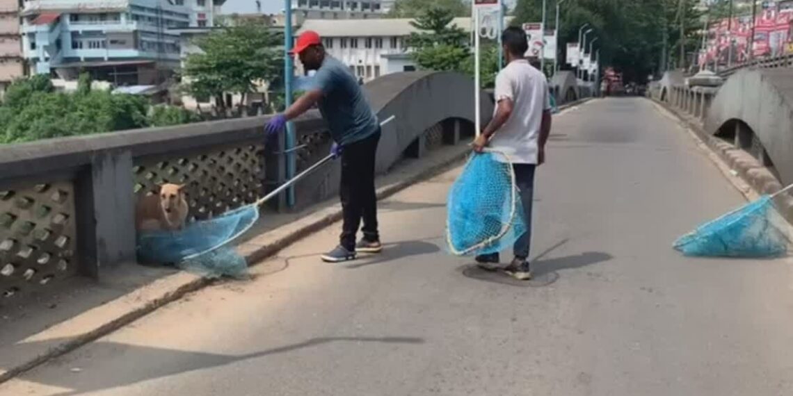 9 പേരെ കടിച്ച നായയ്‌ക്ക് പേവിഷ ബാധ; മൂവാറ്റുപുഴയില്‍ വാക്‌സിനേഷന്‍ ഡ്രൈവ് ആരംഭിച്ചു