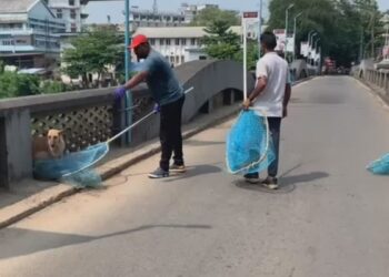 9 പേരെ കടിച്ച നായയ്‌ക്ക് പേവിഷ ബാധ; മൂവാറ്റുപുഴയില്‍ വാക്‌സിനേഷന്‍ ഡ്രൈവ് ആരംഭിച്ചു