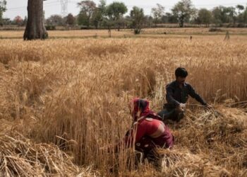 വരള്‍ച്ചയില്‍ 257 കോടിയുടെ കൃഷിനാശം; കേന്ദ്രസഹായം തേടും 