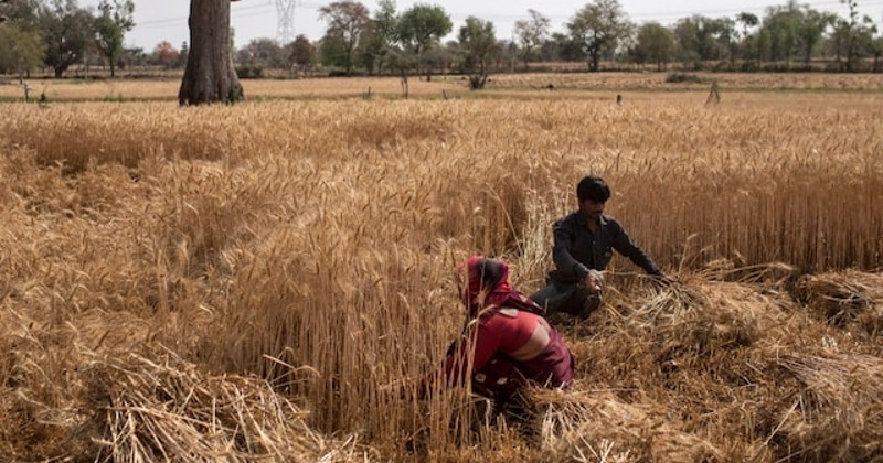 വരള്‍ച്ചയില്‍ 257 കോടിയുടെ കൃഷിനാശം; കേന്ദ്രസഹായം തേടും 