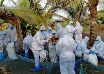 നിരണം സർക്കാർ താറാവ് ഫാമിൽ പക്ഷിപ്പനി ബാധ: താറാവുകളെ കൊന്നു,