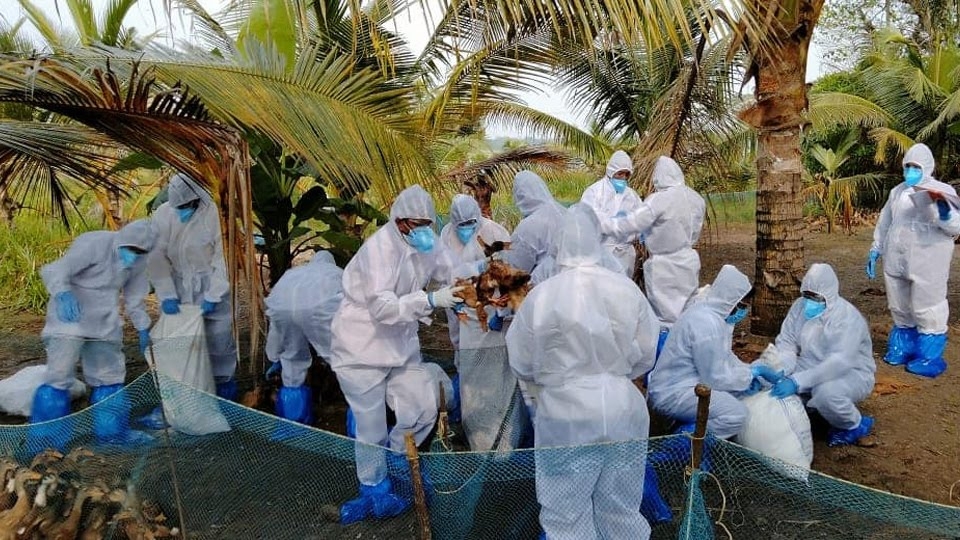 നിരണം സർക്കാർ താറാവ് ഫാമിൽ പക്ഷിപ്പനി ബാധ: താറാവുകളെ കൊന്നു,