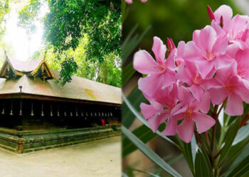 അരളിപ്പൂവിന് വിലക്കില്ല; ശാസ്ത്രീയ പരിശോധനാ ഫലം വന്ന ശേഷം തീരുമാനം- ദേവസ്വം ബോര്‍ഡ്