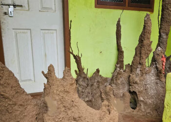 വീട്ടിനുള്ളില് ചിതൽപ്പുറ്റ്, ദൈവിക സാന്നിധ്യമെന്ന് നാട്ടുകാർ; വഴിയാധാരമായി അമ്മയും മകളും