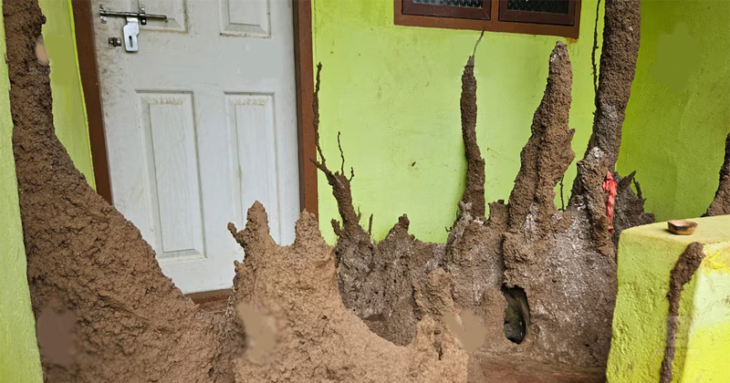 വീട്ടിനുള്ളില്‍ ചിതൽപ്പുറ്റ്, ദൈവിക സാന്നിധ്യമെന്ന് നാട്ടുകാർ; വഴിയാധാരമായി അമ്മയും മകളും