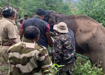 പരിക്കേറ്റ കാട്ടാനയുടെ ചികിത്സ ദൗത്യം വിജയകരമായി പൂർത്തീകരിച്ച് വനംവകുപ്പ്