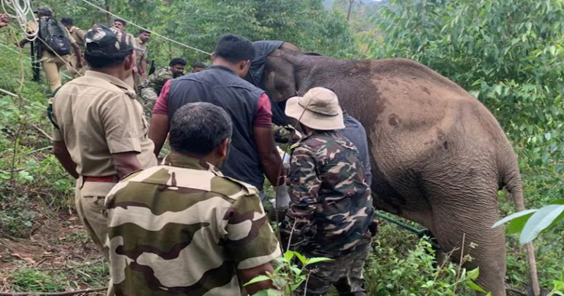പരിക്കേറ്റ കാട്ടാനയുടെ ചികിത്സ ദൗത്യം വിജയകരമായി പൂർത്തീകരിച്ച് വനംവകുപ്പ്