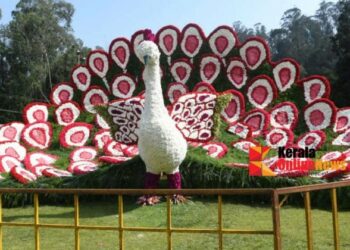 പൂക്കളാൽ വസന്തം വിരിയിച്ച് ഊട്ടി; പുഷ്‌പമേളയ്‌ക്ക് തുടക്കം