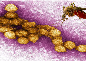 കോഴിക്കോട് മലപ്പുറം ജില്ലകളില്‍ വെസ്റ്റ്നൈല്‍ ഫീവര്‍ സ്ഥിരീകരിച്ചു; അടിയന്തര യോഗം വിളിച്ച് ആരോഗ്യവകുപ്പ്