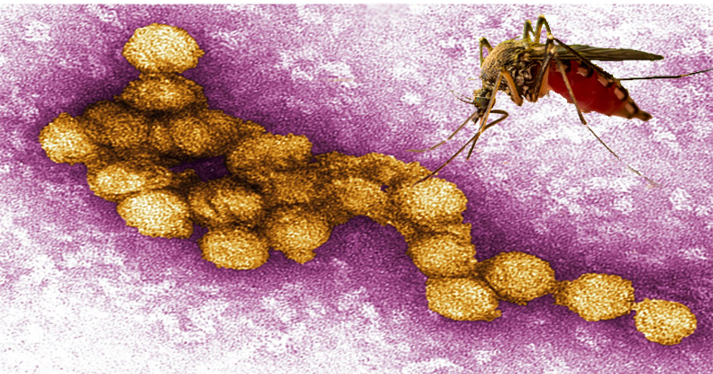 കോഴിക്കോട് മലപ്പുറം ജില്ലകളില്‍ വെസ്റ്റ്നൈല്‍ ഫീവര്‍ സ്ഥിരീകരിച്ചു; അടിയന്തര യോഗം വിളിച്ച് ആരോഗ്യവകുപ്പ്