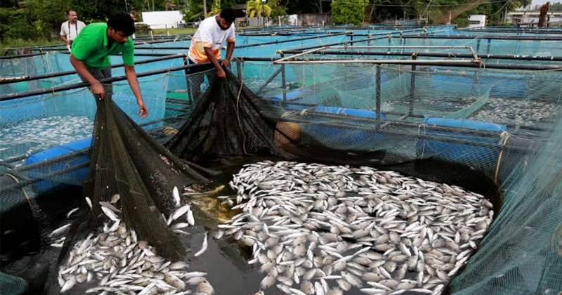 ‘പെരിയാറില്‍ അപകടകരമായ രീതിയില്‍ അമോണിയയും സള്‍ഫൈഡും’; മലിനീകരണ നിയന്ത്രണ ബോർഡിനെ തള്ളി കുഫോസ്
