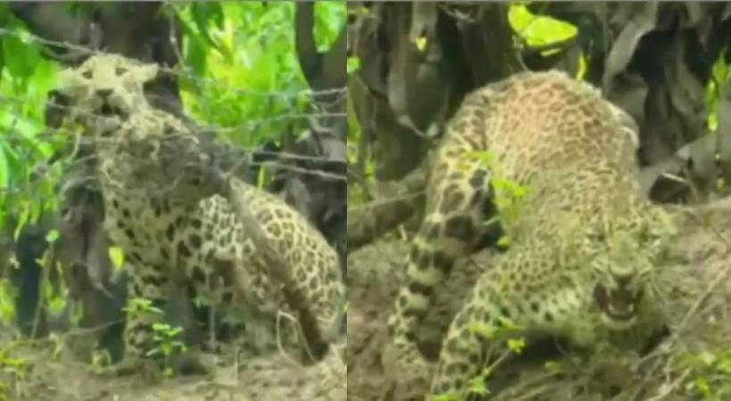 പാലക്കാട് കമ്പി വേലിയിൽ കുടുങ്ങിയ പുലി ചത്തു; മയക്കുവെടിവെച്ച് പിടികൂടിയിരുന്നു 