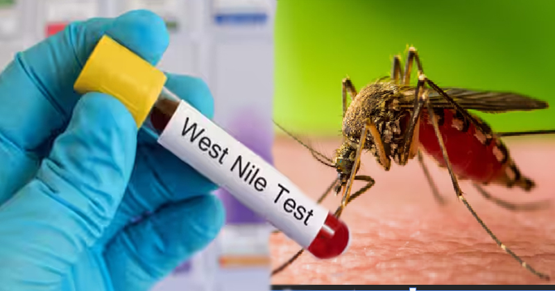 വെസ്റ്റ് നൈല്‍ പനിയെ കുറിച്ച് അറിഞ്ഞിരിക്കാം; ജാഗ്രത പാലിക്കാം