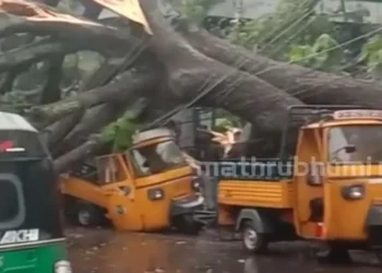 തൃശ്ശൂർ നഗരത്തിൽ വൻമരം കടപുഴകി വീണു; ഓട്ടോറിക്ഷകൾ തകർന്നു