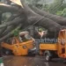 തൃശ്ശൂർ ന​ഗരത്തിൽ വൻമരം കടപുഴകി വീണു; ഓട്ടോറിക്ഷകൾ തകർന്നു