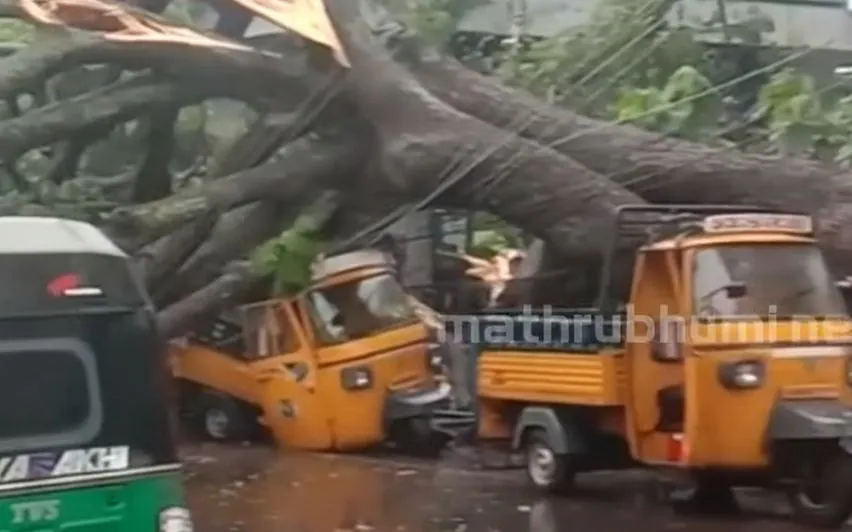 തൃശ്ശൂർ ന​ഗരത്തിൽ വൻമരം കടപുഴകി വീണു; ഓട്ടോറിക്ഷകൾ തകർന്നു