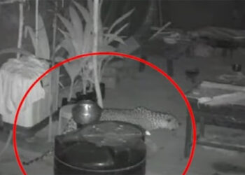 വയനാട് വളർത്തു നായയെ പുലി പിടികൂടി