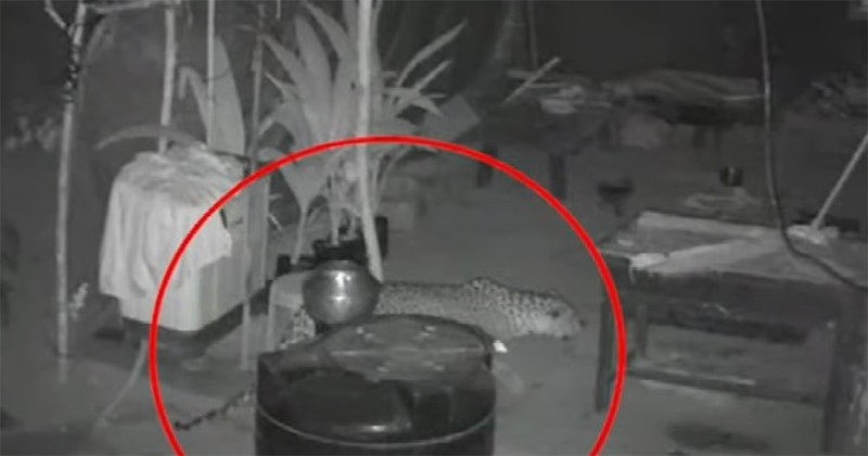 വയനാട് വളർത്തു നായയെ പുലി പിടികൂടി