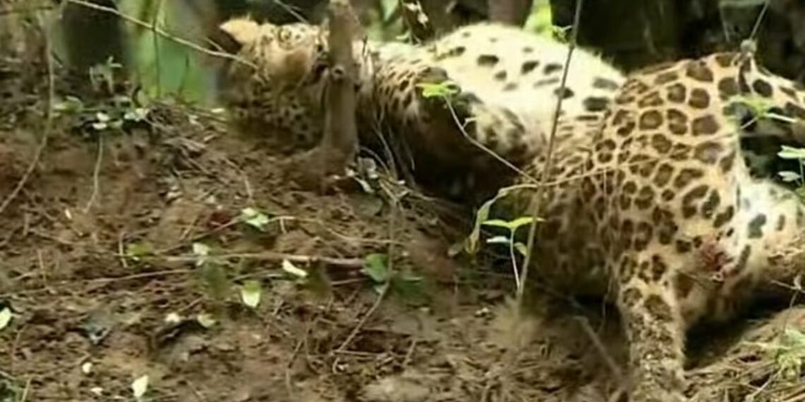 പാലക്കാട് സ്വകാര്യവ്യക്തിയുടെ പറമ്പിലെ കമ്പിവേലിയില്‍ കുടുങ്ങി പുലി; രക്ഷപ്പെടുത്താന്‍ ശ്രമം