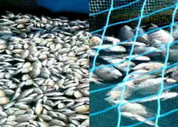 പെരിയാറില് രാസമാലിന്യം കലർന്ന് മത്സ്യങ്ങള് കൂട്ടത്തോടെ ചത്തൊടുങ്ങുന്നത് തുടരുന്നു, കര്ഷകര്ക്ക് ലക്ഷങ്ങളുടെ നഷ്ടം