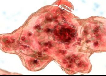 കോഴിക്കോട് വീണ്ടും അമിബീക് മസ്തിഷ്‌ക ജ്വരം; 12 കാരന്റെ നില ഗുരുതരം