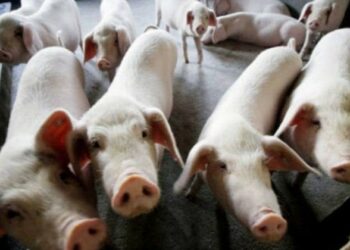 തൃശൂരിൽ ആഫ്രിക്കൻ പന്നിപ്പനി; 310 പന്നികളെ കൊന്നൊടുക്കും