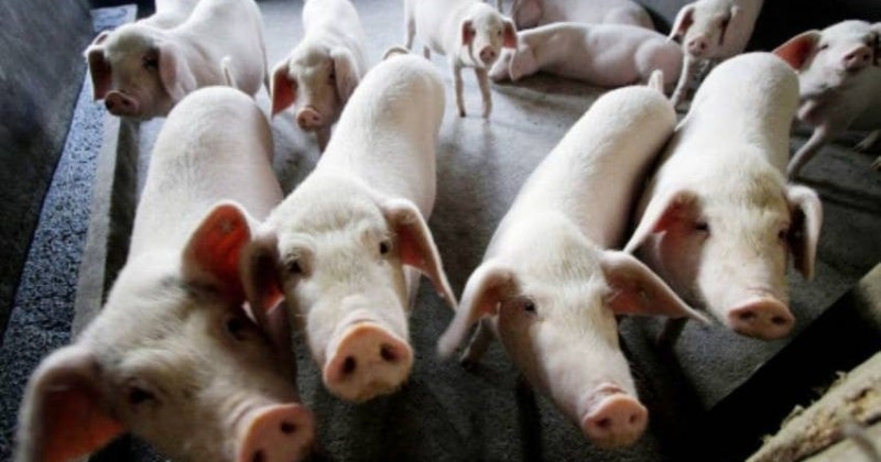 തൃശൂരിൽ ആഫ്രിക്കൻ പന്നിപ്പനി; 310 പന്നികളെ കൊന്നൊടുക്കും