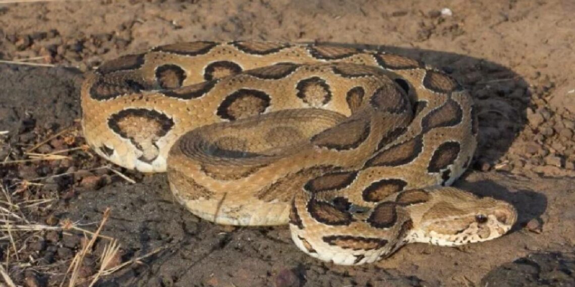 പാമ്പ് കടിയേറ്റ് 41 കാരൻ മരണപ്പെട്ടു; വസ്ത്രത്തിനുള്ളിൽ ഒളിച്ചിരുന്ന പാമ്പ് പുറത്തേക്ക് വന്നത് മൃതദേഹത്തിന് തീ കൊളുത്തിയപ്പോൾ