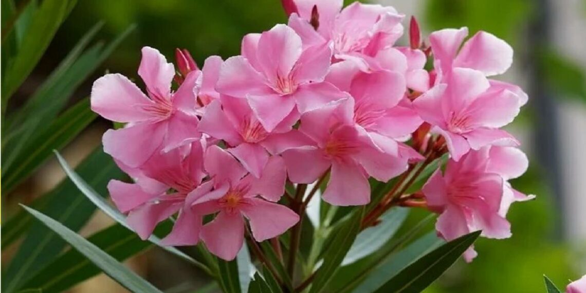 അരളി ഇലയുടെ ജ്യൂസ് കഴിച്ചെന്ന് ബന്ധുക്കൾ; ഗൃഹനാഥന്റെ മരണത്തിൽ ആശങ്ക