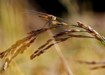 ചിങ്ങത്തെ വരവേറ്റ് മലയാളികൾ: ഇനി കൊല്ലവർഷം 1200