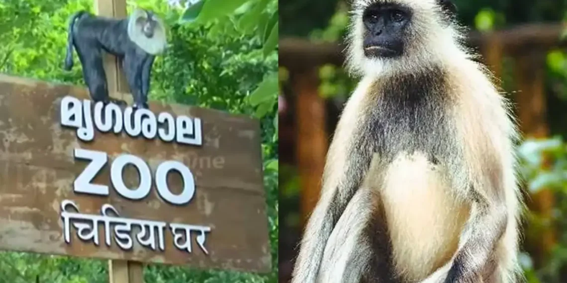 സന്ദർശകർക്ക് കാണാനായി തുറന്നുവിട്ടു; തിരുവനന്തപുരം മൃഗശാലയിൽ നിന്ന് വീണ്ടും ഹനുമാൻ കുരങ്ങുകൾ ചാടിപ്പോയി