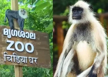 സന്ദർശകർക്ക് കാണാനായി തുറന്നുവിട്ടു; തിരുവനന്തപുരം മൃഗശാലയിൽ നിന്ന് വീണ്ടും ഹനുമാൻ കുരങ്ങുകൾ ചാടിപ്പോയി