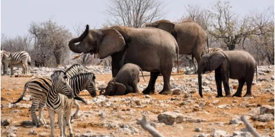 കടുത്ത ദാരിദ്ര്യവും പട്ടിണിയും; വന്യമൃഗങ്ങളെ കൊന്നുതിന്നാൻ പൊതുജനങ്ങൾക്ക് സർക്കാർ അനുമതി നൽകുന്നു