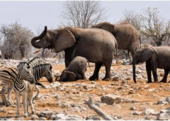 കടുത്ത ദാരിദ്ര്യവും പട്ടിണിയും; വന്യമൃ​ഗങ്ങളെ കൊന്നു‍തിന്നാൻ പൊതുജനങ്ങൾക്ക് സർക്കാർ അനുമതി നൽകുന്നു
