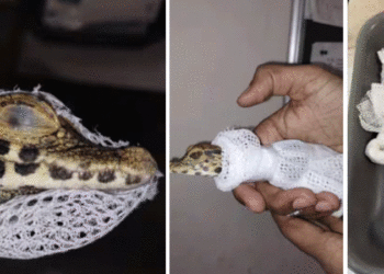 വിമാനത്താവളം വഴി മുതലക്കടത്ത്; രണ്ടുപേർ പിടിയിൽ