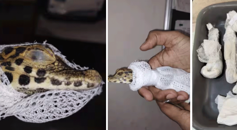 വിമാനത്താവളം വഴി മുതലക്കടത്ത്; രണ്ടുപേർ പിടിയിൽ