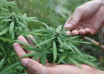 കഞ്ചാവ് കൃഷി നിയമവിധേയമാക്കും; അംഗീകാരം നൽകി നിയമസഭ