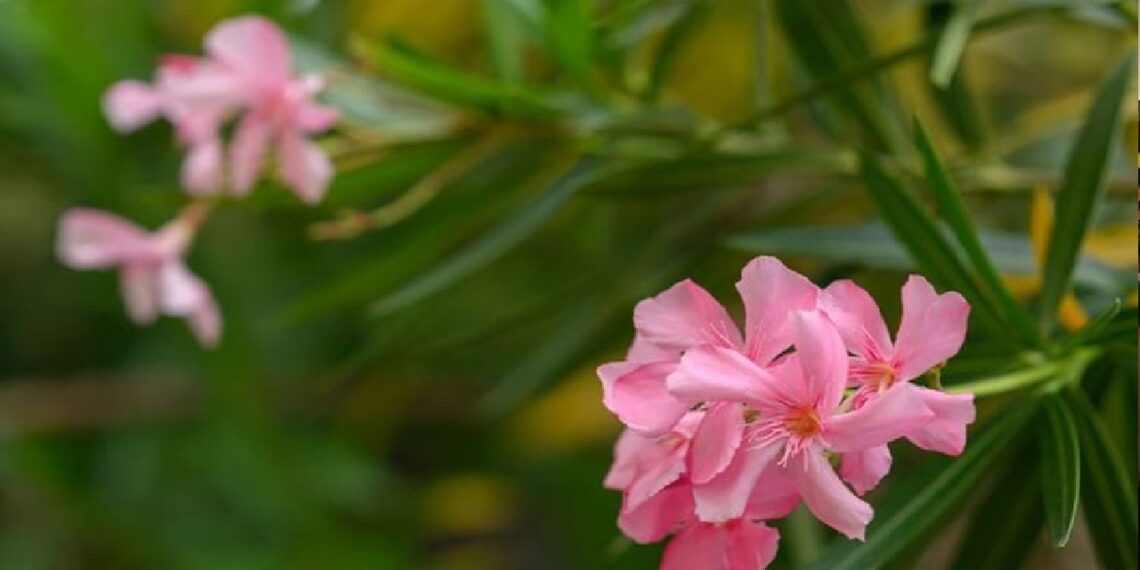 ഉയർന്ന അളവിൽ വിഷാംശം; അരളി ചെടികൾക്ക് അബുദാബിയിൽ നിരോധനം