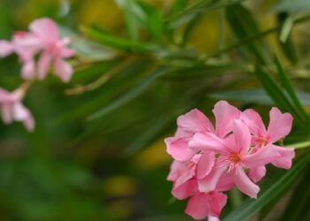 ഉയർന്ന അളവിൽ വിഷാംശം; അരളി ചെടികൾക്ക് അബുദാബിയിൽ നിരോധനം