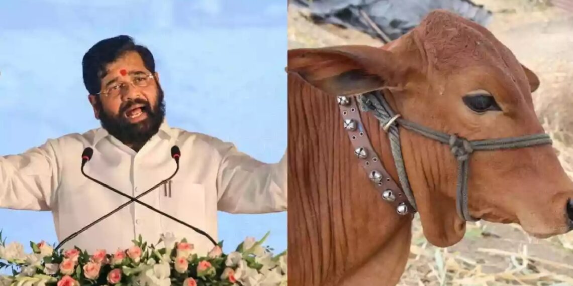 പശുവിനെ ‘രാജ്യമാത’യായി പ്രഖ്യാപിച്ച് മഹാരാഷ്ട്ര