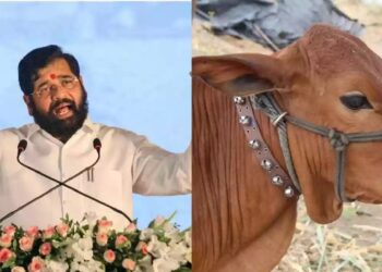 പശുവിനെ ‘രാജ്യമാത’യായി പ്രഖ്യാപിച്ച് മഹാരാഷ്ട്ര