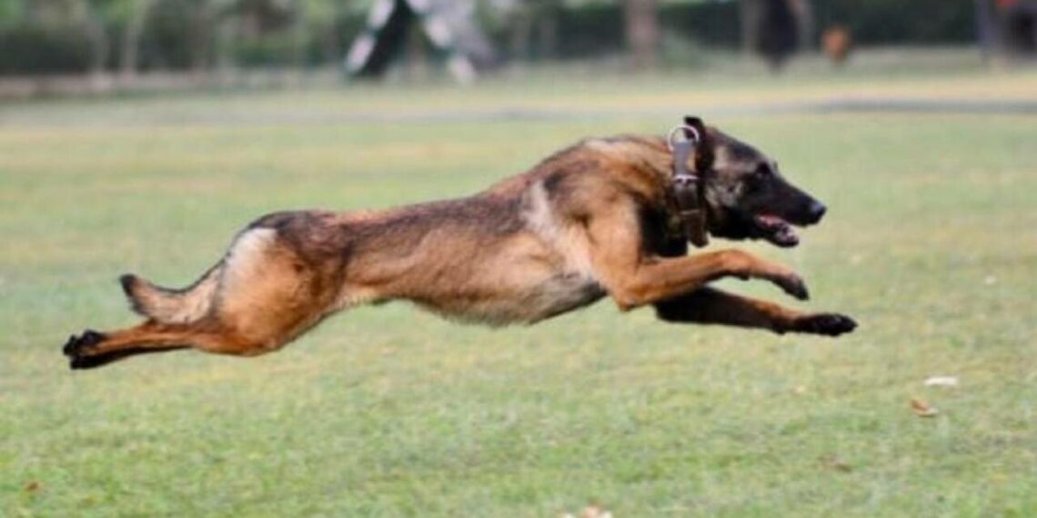 വീരമൃത്യു വരിച്ച് ഫാന്റം; വിടവാങ്ങിയത് സ്‌പെഷ്യൽ ഫോഴ്‌സിലെ ഇന്റലിജന്റായ സൈനിക നായ