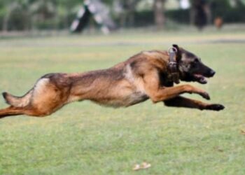 വീരമൃത്യു വരിച്ച് ഫാന്റം; വിടവാങ്ങിയത് സ്‌പെഷ്യൽ ഫോഴ്‌സിലെ ഇന്റലിജന്റായ സൈനിക നായ