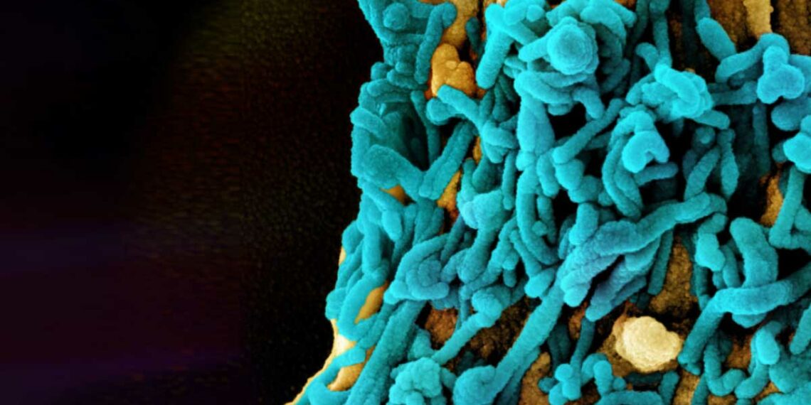 രക്തക്കുഴൽ പൊട്ടിമരണം; മാർബർഗ് വൈറസ് പടരുന്നു