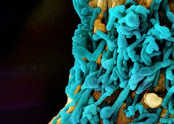 രക്തക്കുഴൽ പൊട്ടിമരണം; മാർബർഗ് വൈറസ് പടരുന്നു