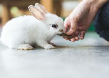 മുയലിൻറെ കടിയേറ്റ് വയോധിക മരിച്ചു