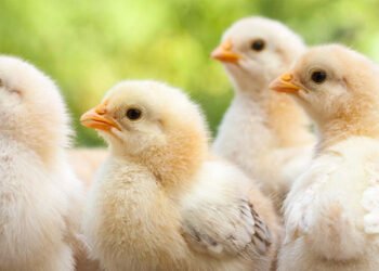 അഞ്ചു വർഷമായിട്ടും കുട്ടികൾ ഉണ്ടായില്ല, മന്ത്രവാദിയുടെ നിർദ്ദേശ പ്രകാരം യുവാവ് കോഴിയെ വിഴുങ്ങി, പിന്നെ സംഭവിച്ചത് !