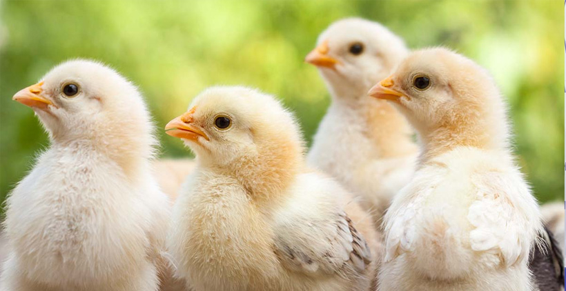 അഞ്ചു വർഷമായിട്ടും കുട്ടികൾ ഉണ്ടായില്ല, മന്ത്രവാദിയുടെ നിർദ്ദേശ പ്രകാരം യുവാവ് കോഴിയെ വിഴുങ്ങി, പിന്നെ സംഭവിച്ചത് !